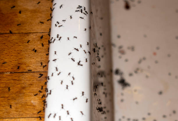 Best Local Pest Control Services  in Heritage Lake, IL