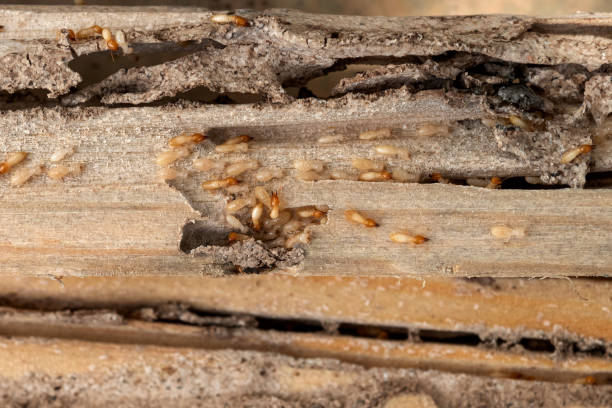Best Residential Pest Control  in Heritage Lake, IL