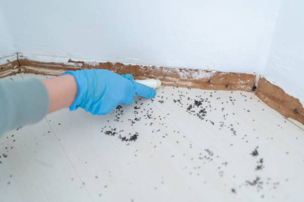 Best Insect Control  in Heritage Lake, IL